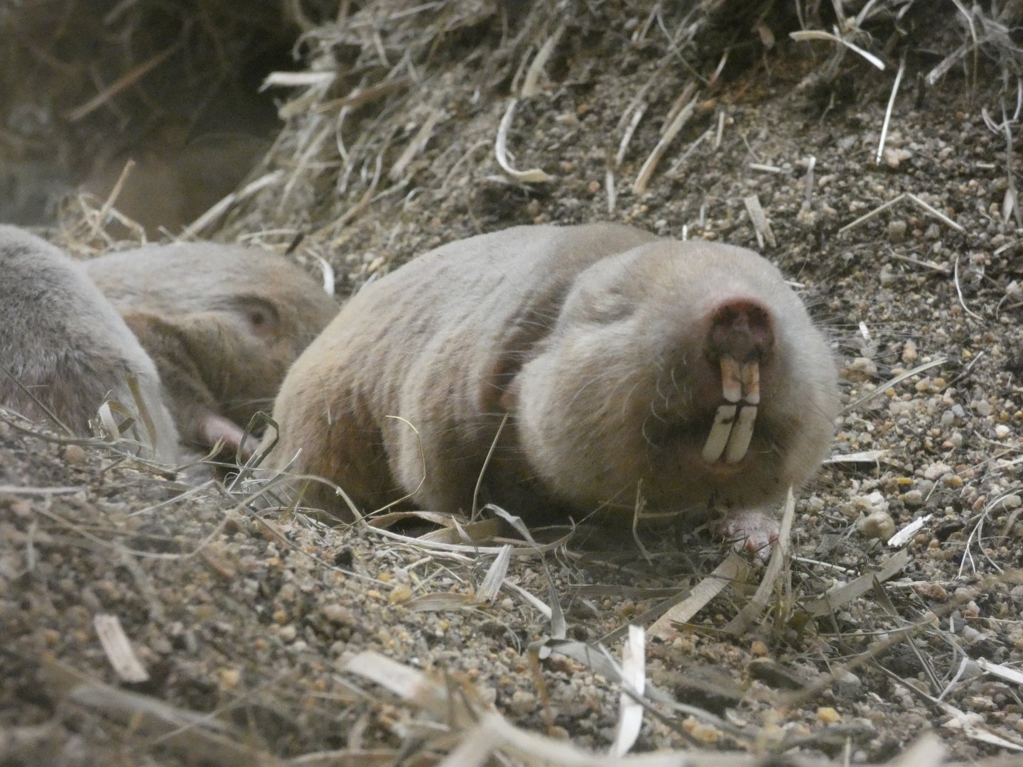 Mechow's mole rat