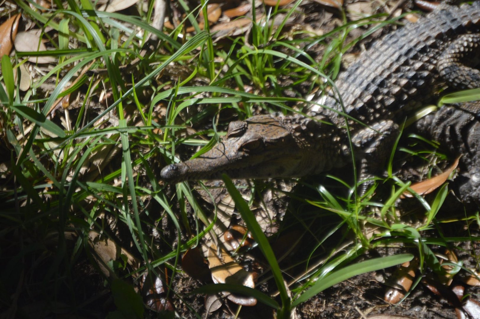 Mecistops cataphractus hatchling