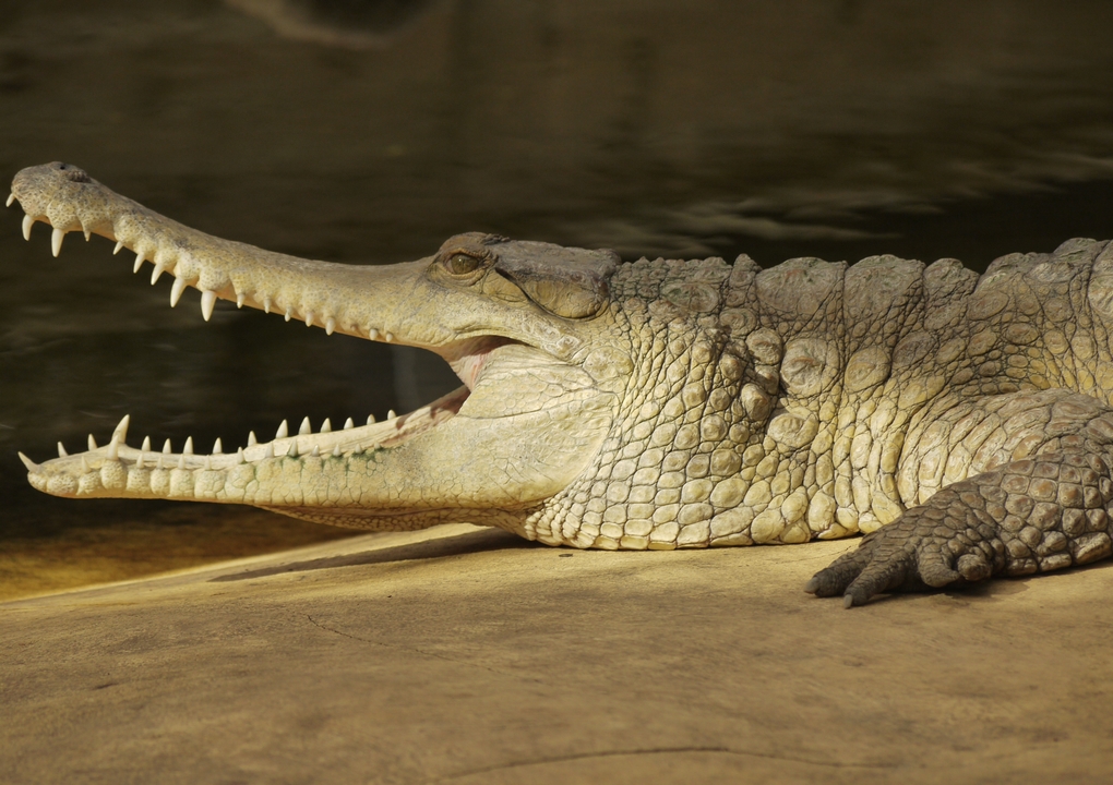 Mecistops cataphractus