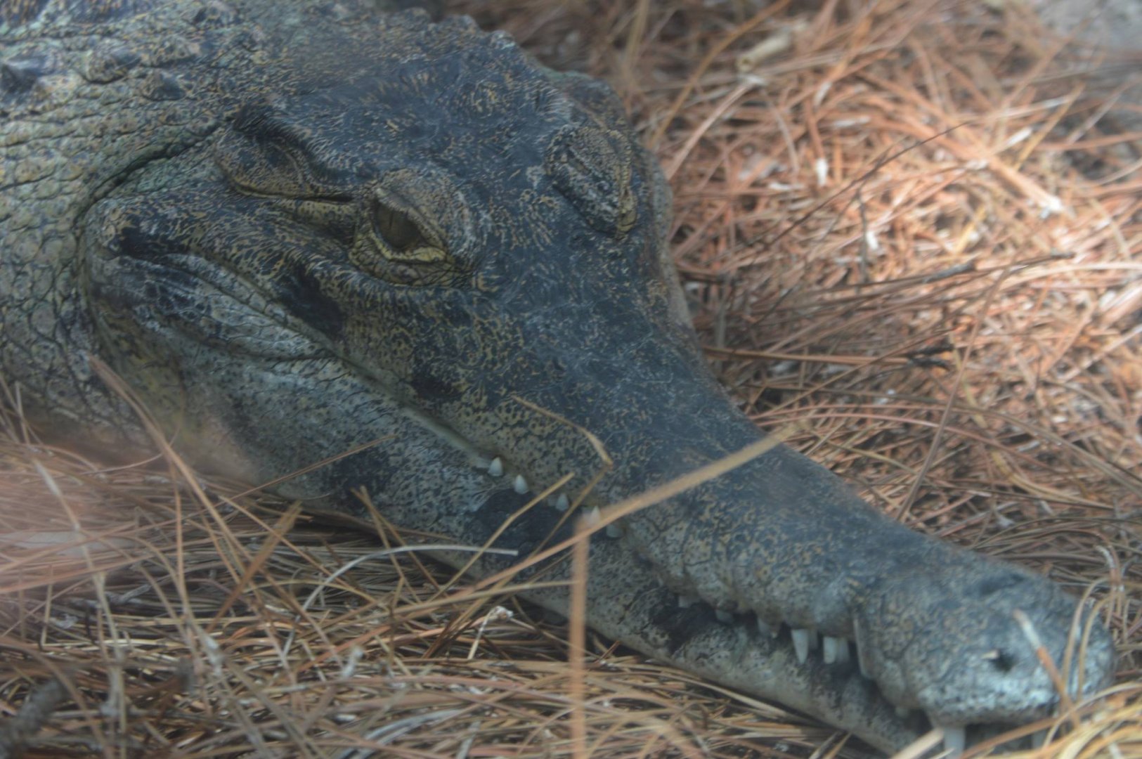 Mecistops cataphractus