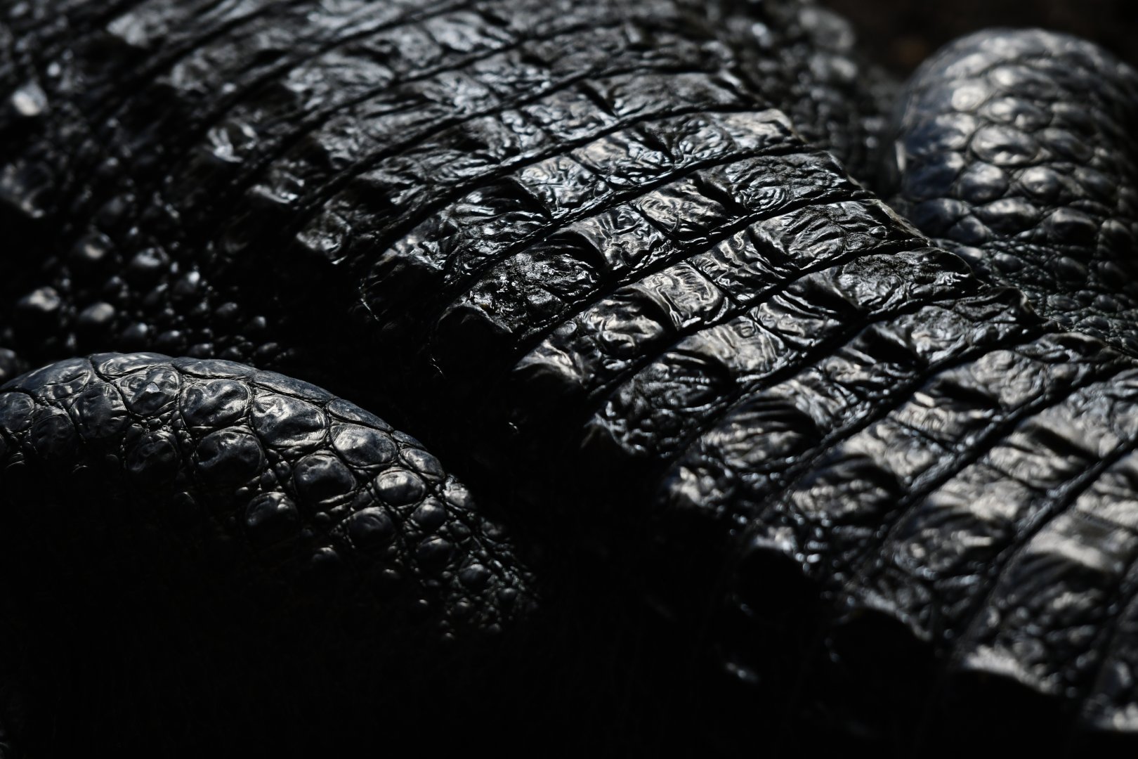 Mecistops cataphractus