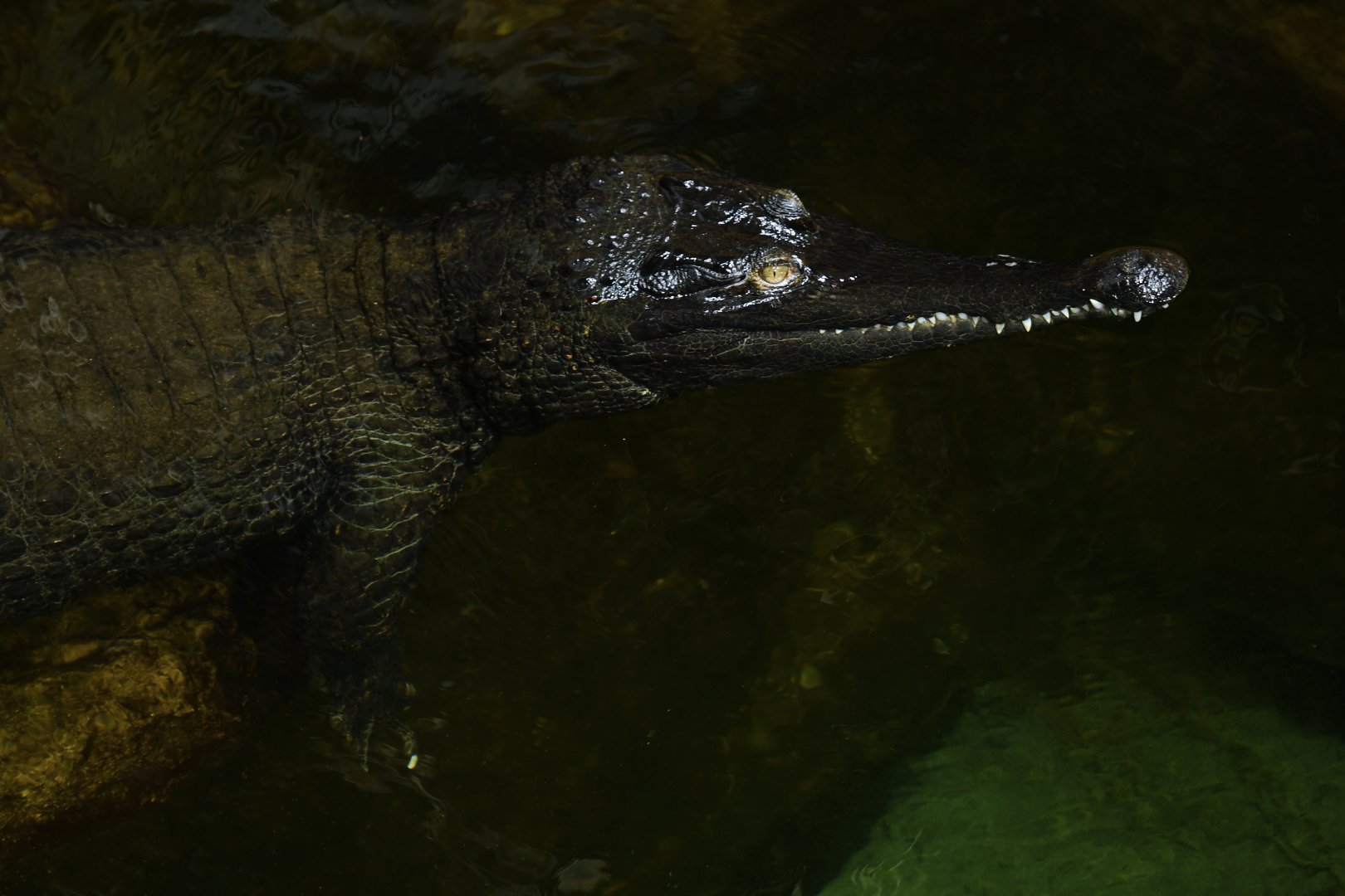 Mecistops cataphractus