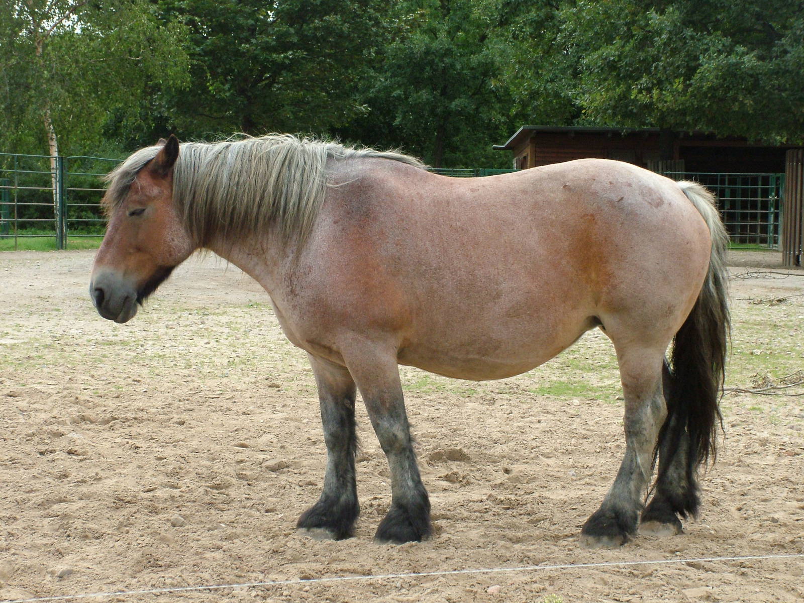 Mecklenburg Heavy Horse at Tierpark Berlin, 30/08/11