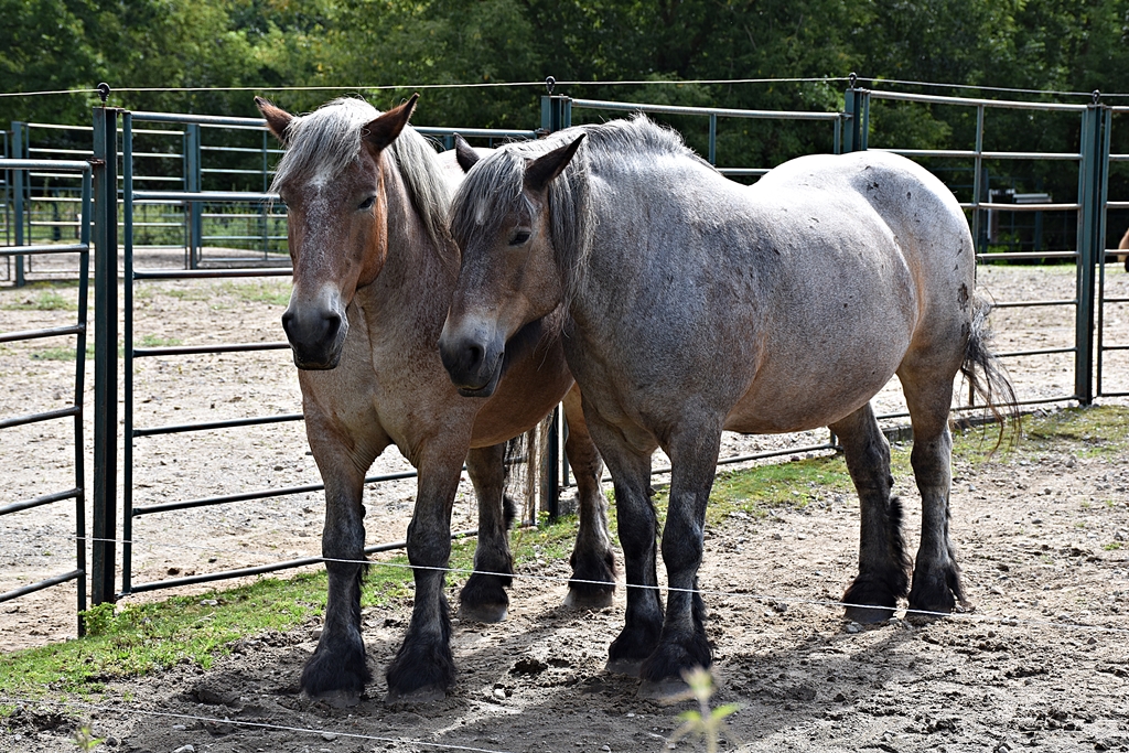 Mecklenburger Kaltblutpferd