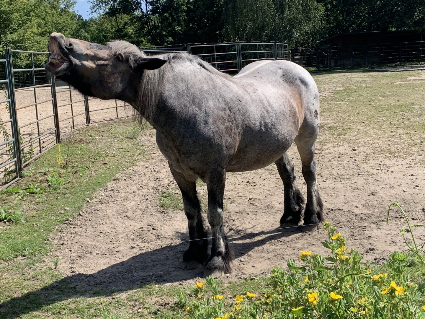 Mecklenburgian cold-blooded horse