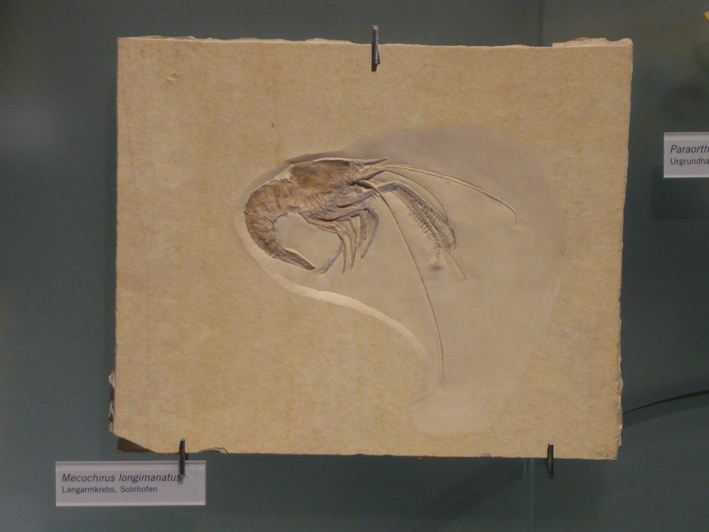 Mecochirus longimanatus