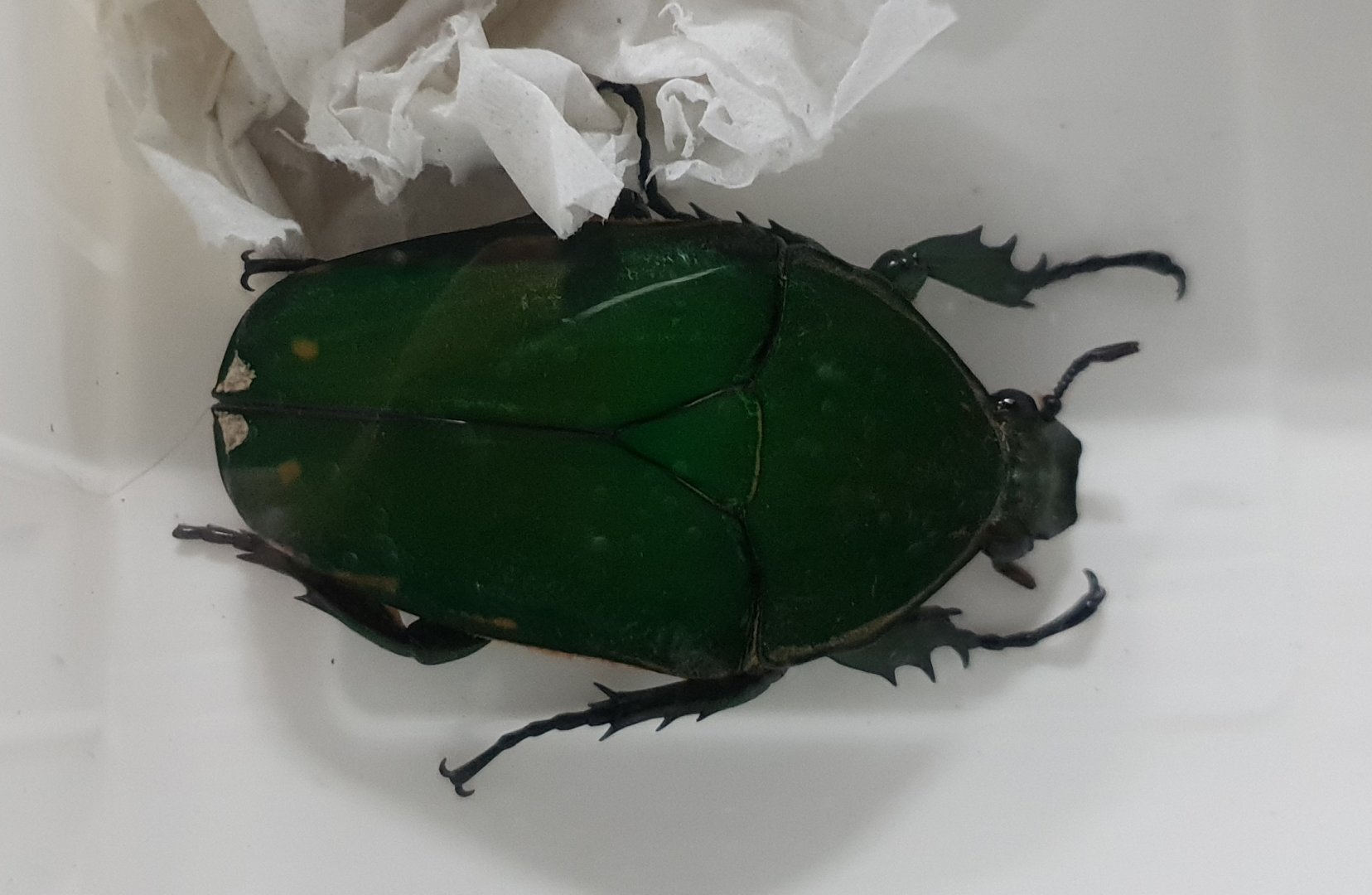 Mecynorhina torquata - female