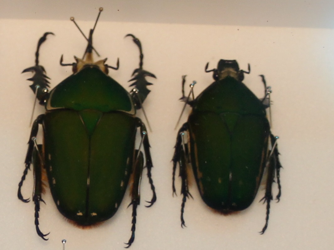 Mecynorhina torquata immaculicollis