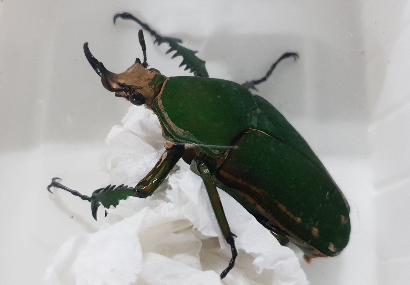 Mecynorhina torquata - male