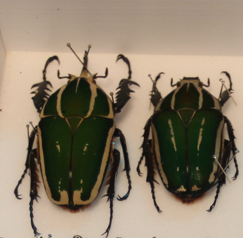 Mecynorhina torquata poggei