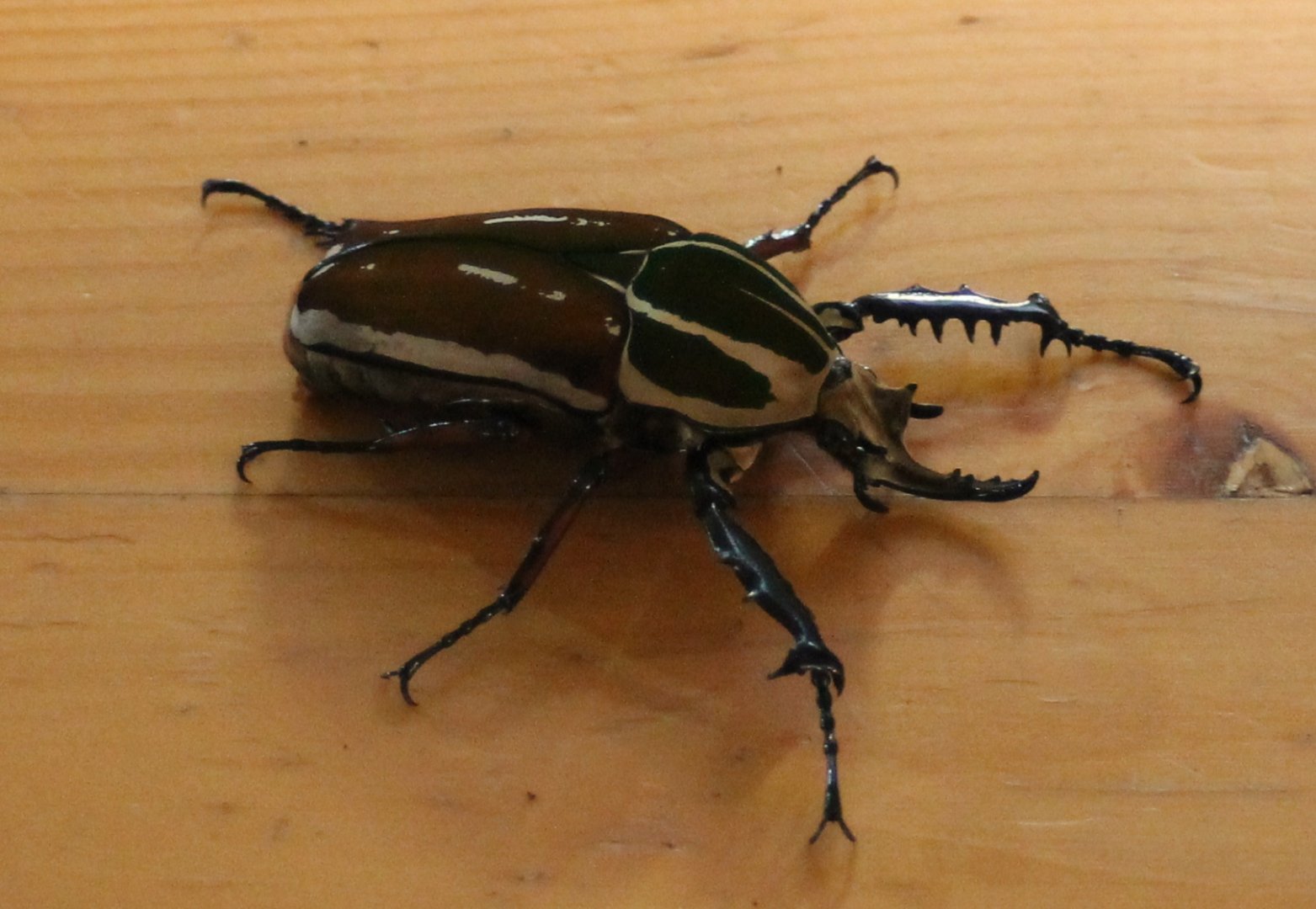 Mecynorhina torquata poggei