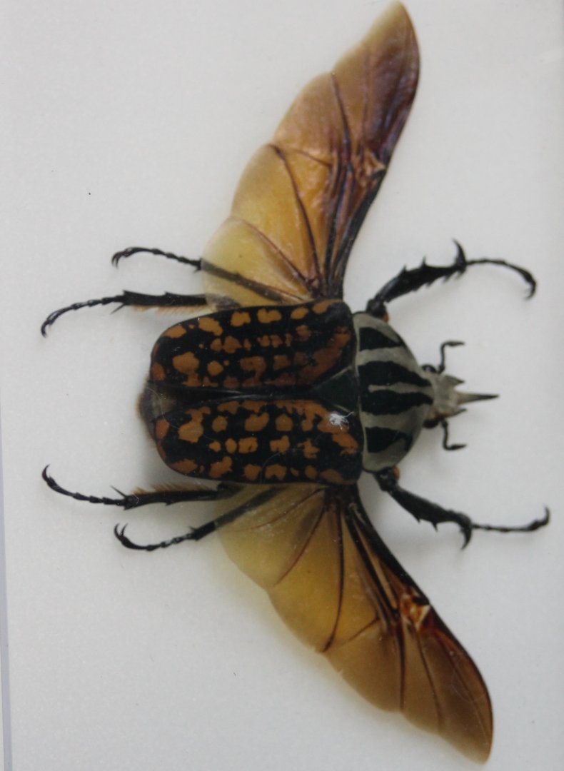 Mecynorrhina oberthuri