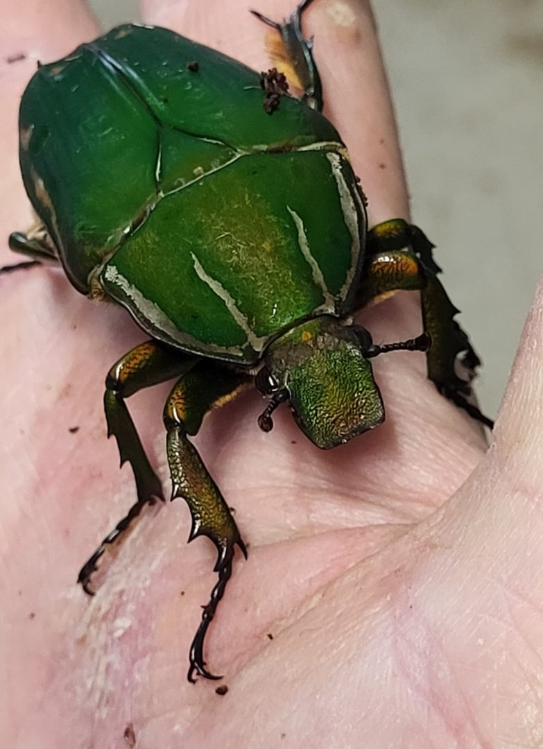 Mecynorrhina torquata - female