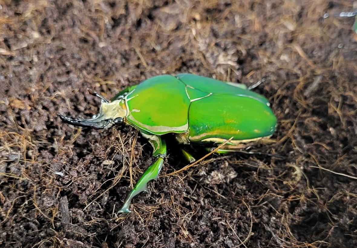 Mecynorrhina torquata - male