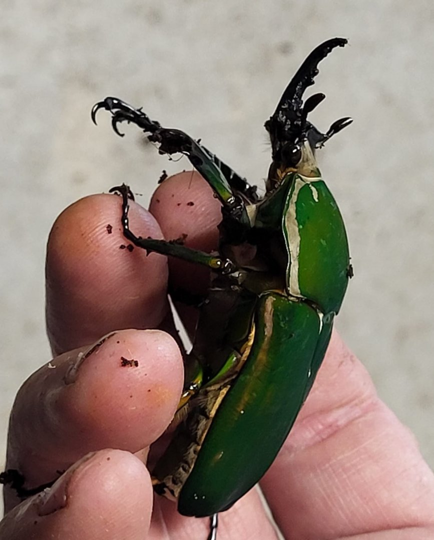 Mecynorrhina torquata - male