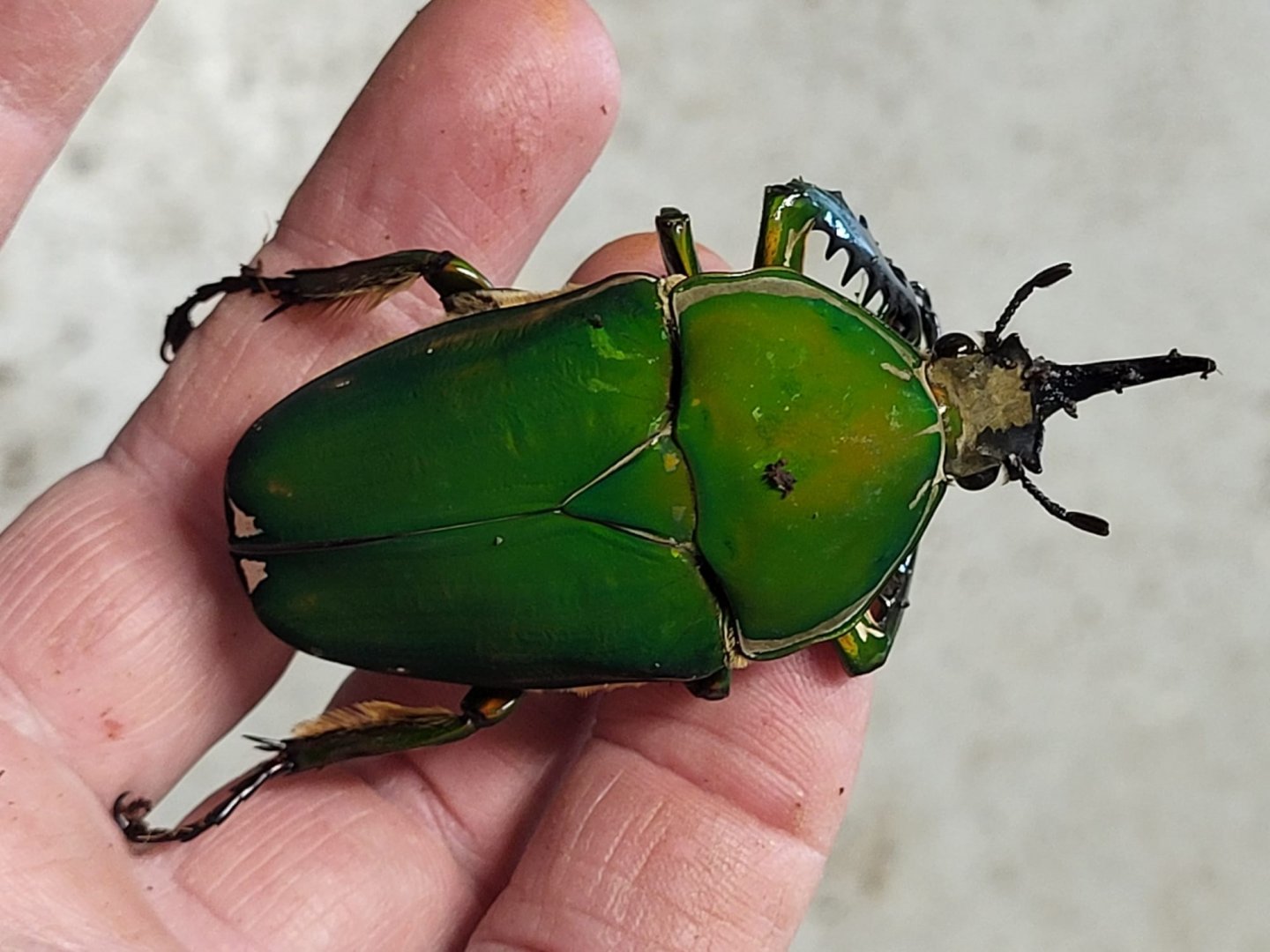 Mecynorrhina torquata - male