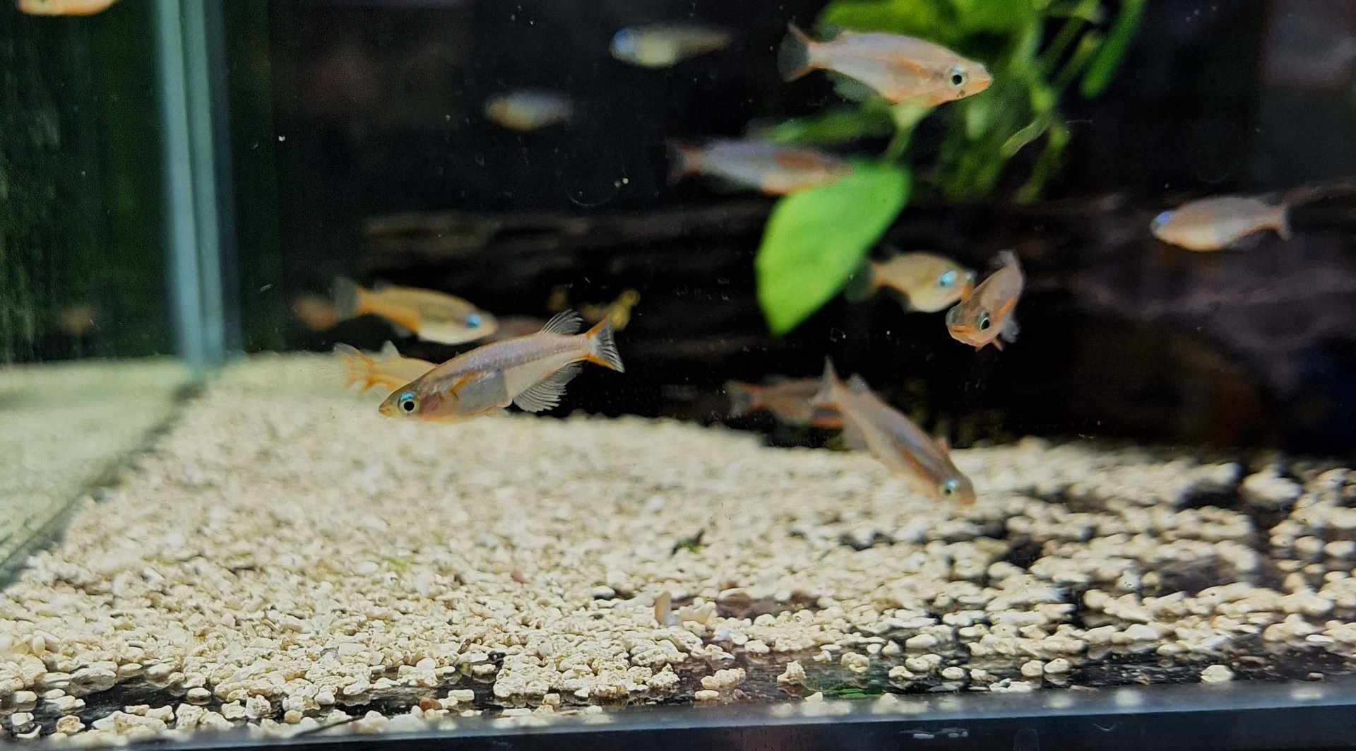 Medaka (Oryzias latipes) "Neon Blue" captive strain