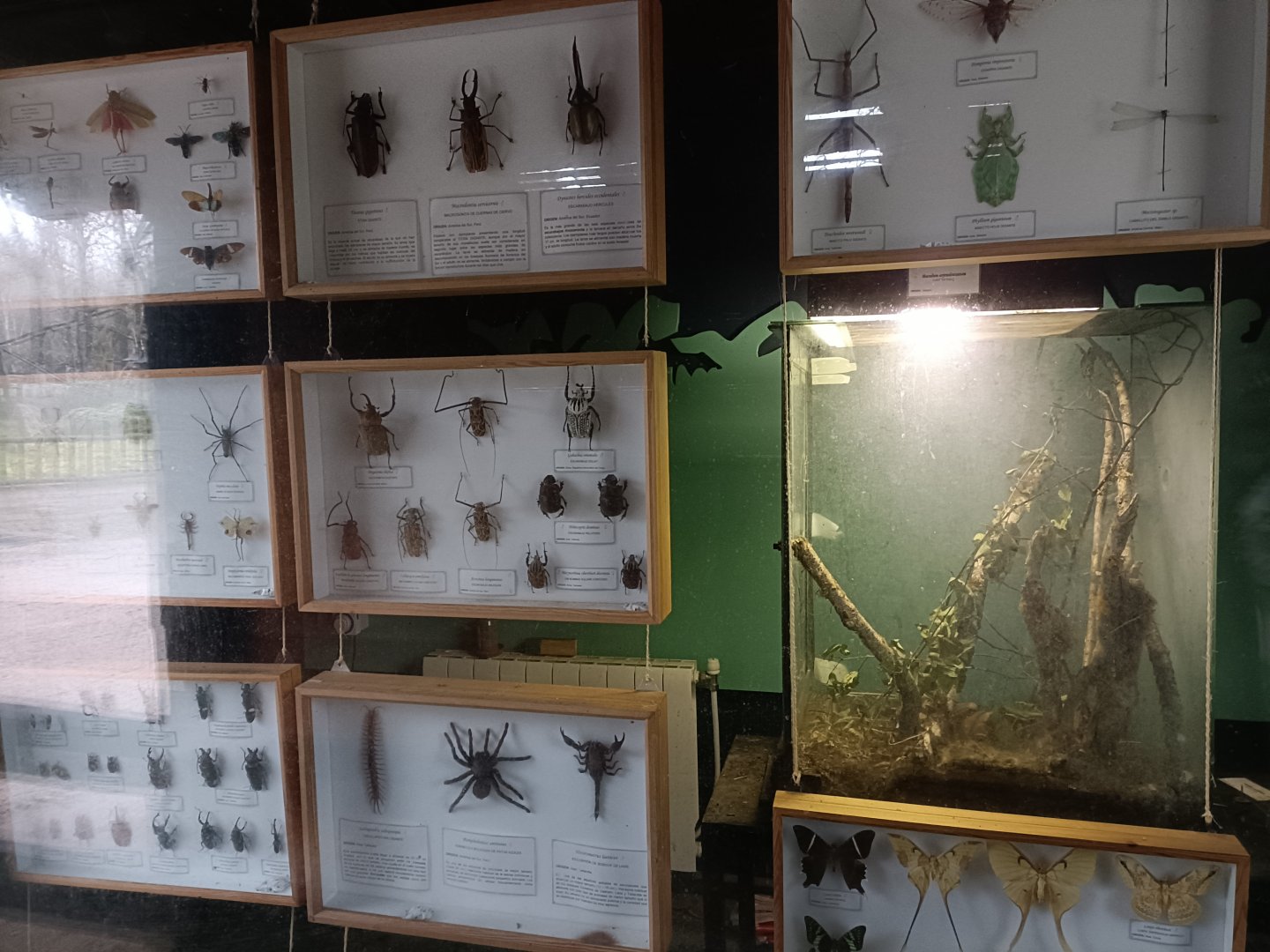 Medauroidea extradentata exhibit -Marcelle Naturaleza