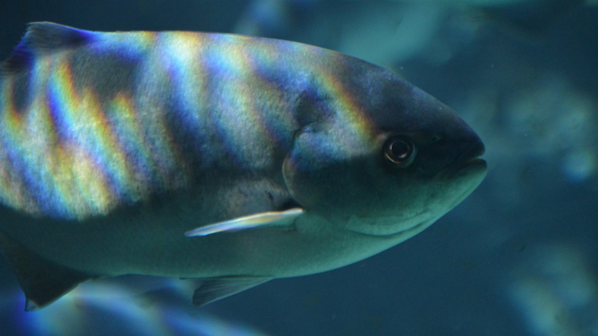 Medialuna californiensis