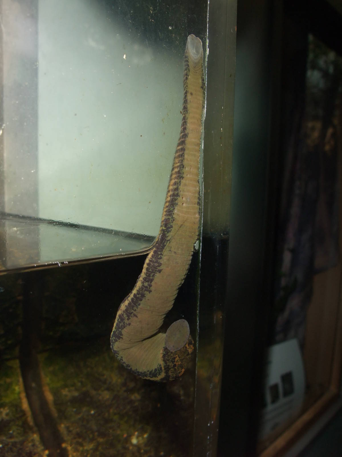 Medicinal Leech at London, 16/11/11