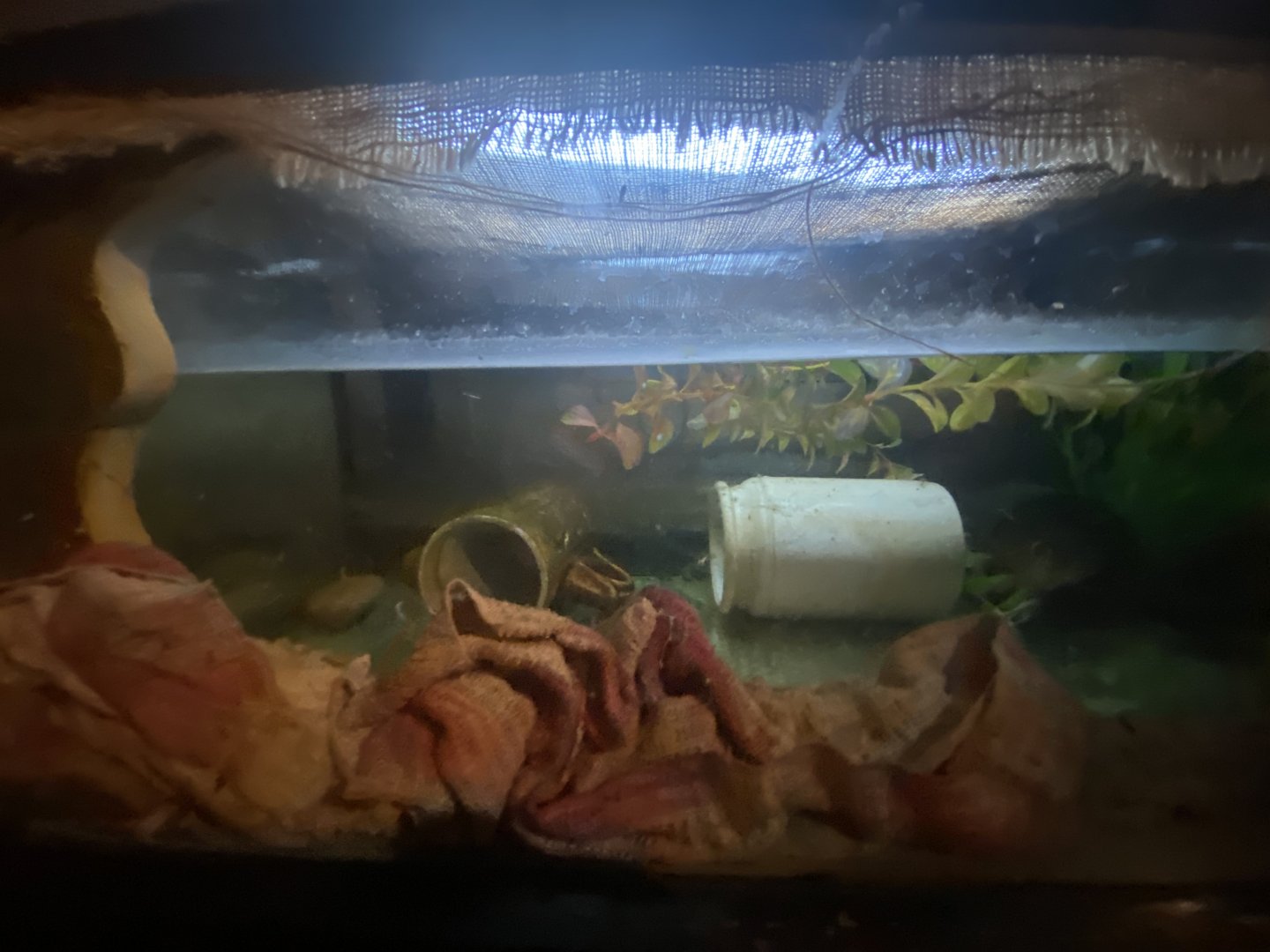 Medicinal leech exhibit