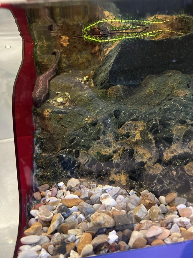 Medicinal Leech (Hirudo verbana)