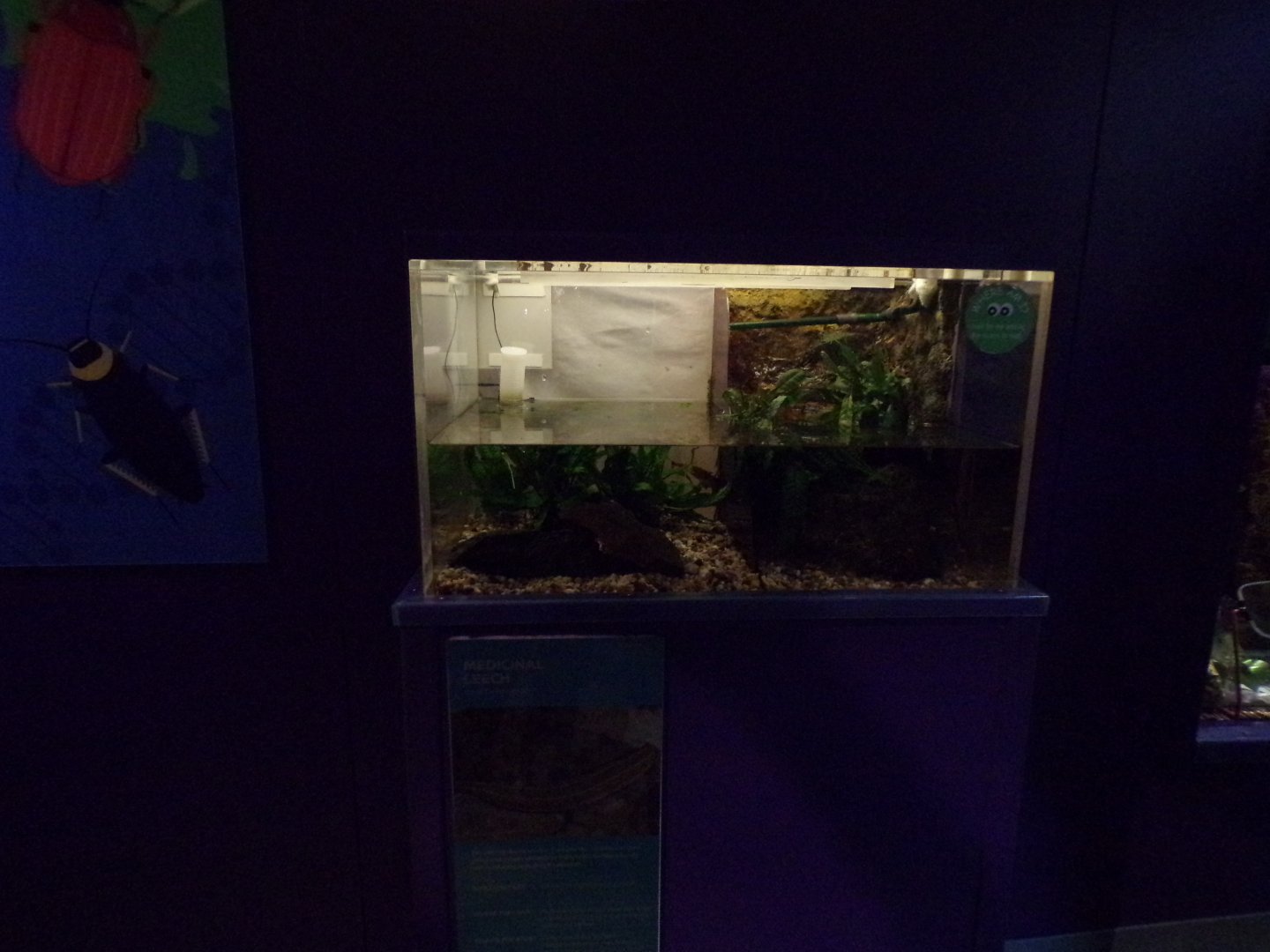 Medicinal leech tank 11.2.25