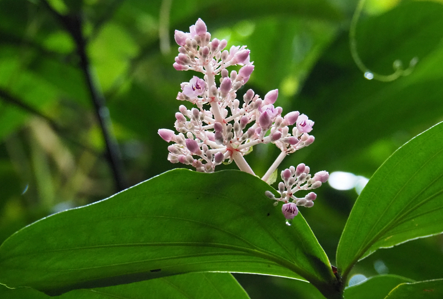 Medinilla species flower buds (Sep 16th, 2018)