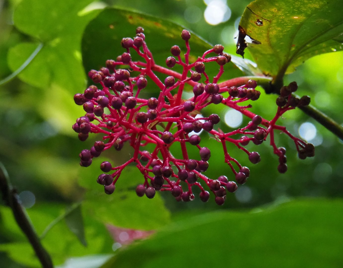 Medinilla species fruits (Sep 16th, 2018)