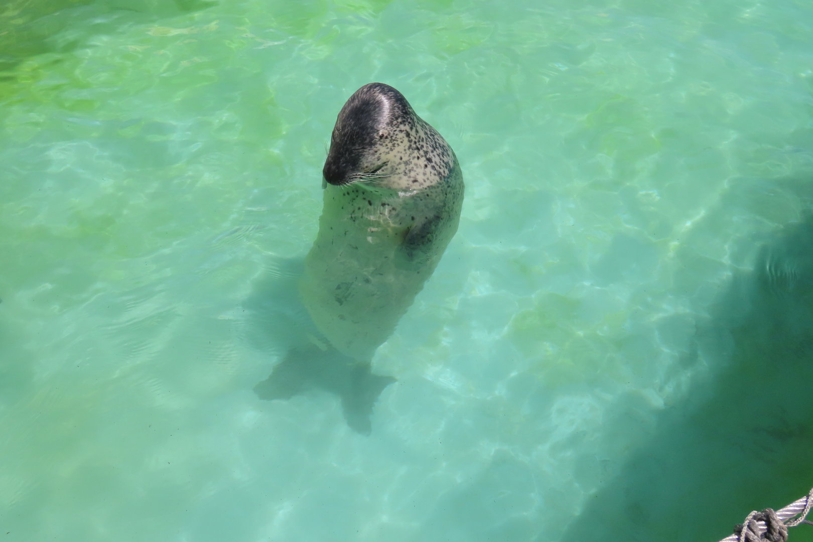 Meditating spotted seal
