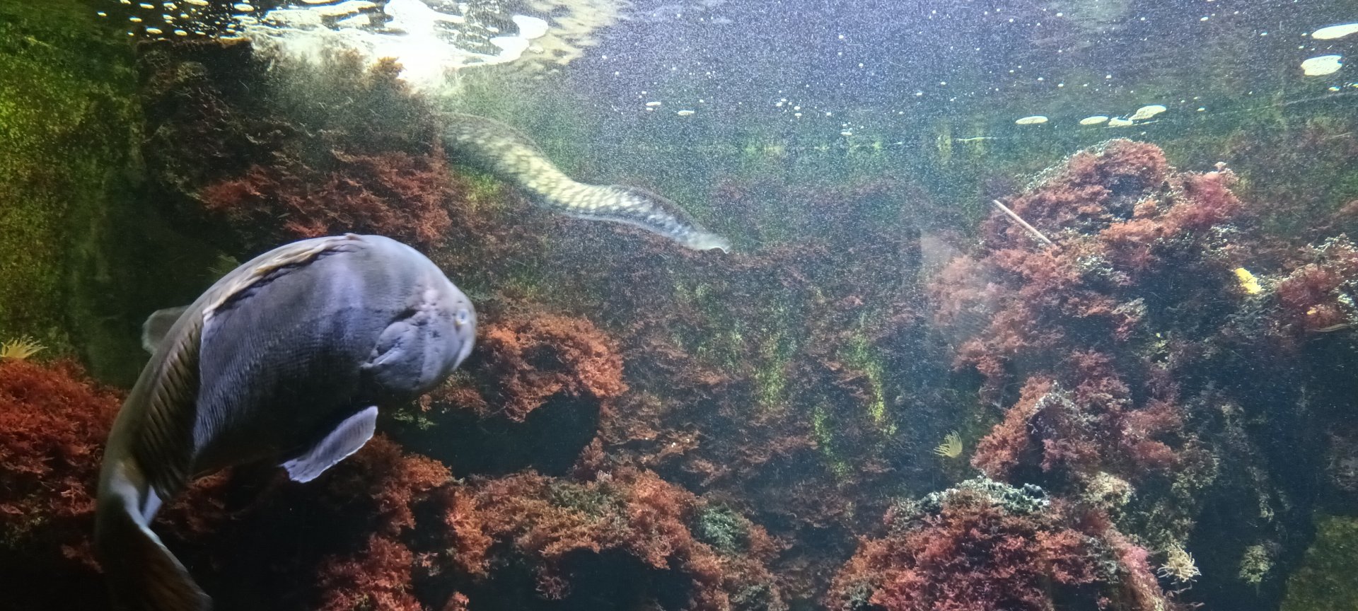 Mediteranean moray Eel and Dusky Grouper