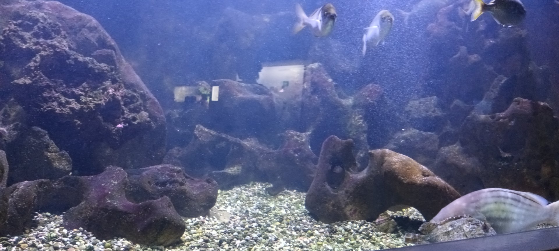 Mediteranean Sea dangerous Fishes Tank