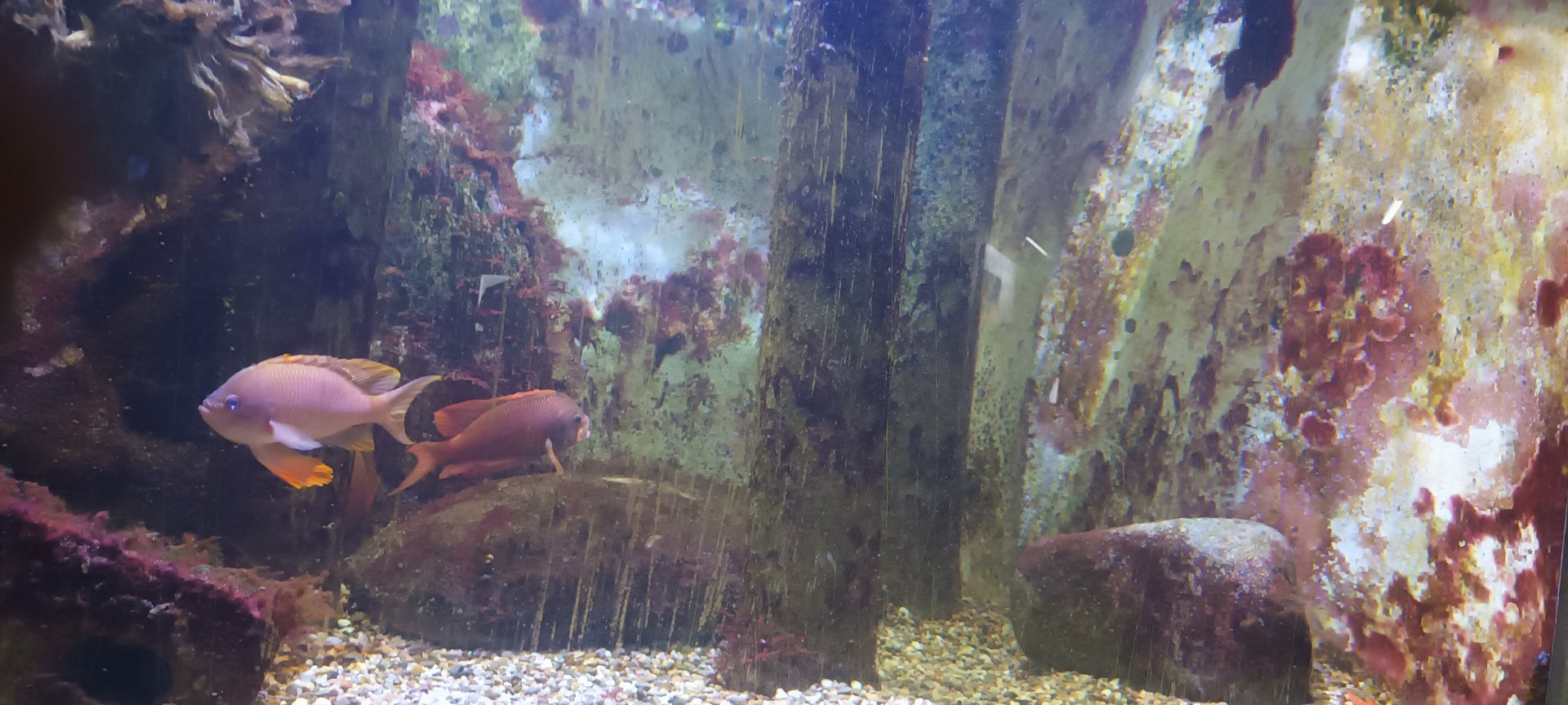 Mediteranean Sea Harems and Co Tank