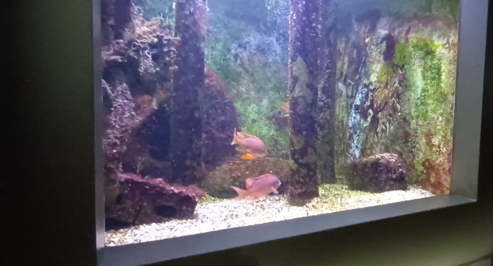 Mediteranean Sea Harems and Hermaphrodites Tank