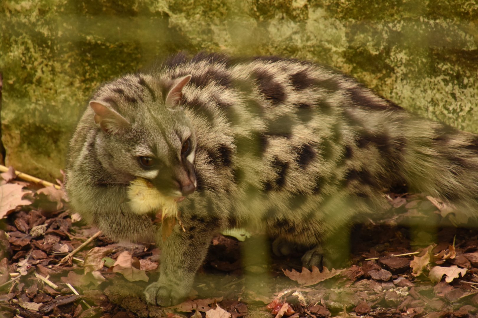 Mediterannean Genet