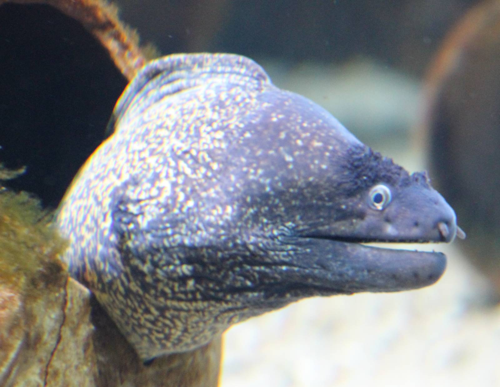 Mediterannean moray eel