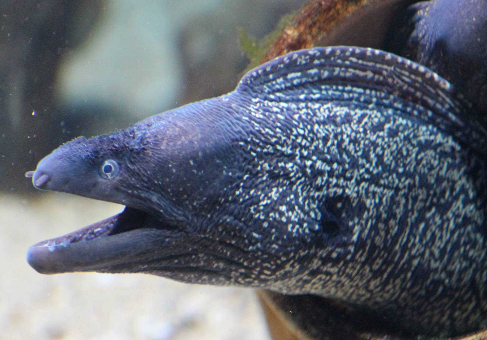 Mediterannean moray eel