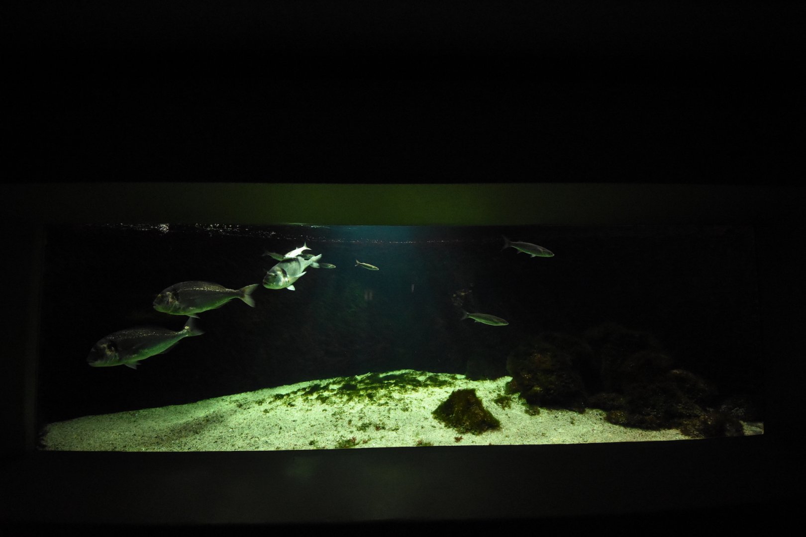 Mediterranean aquarium