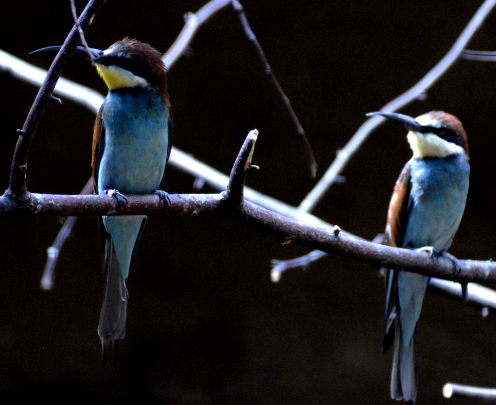 Mediterranean Bee-Eaters - Berlin Zoo 2022