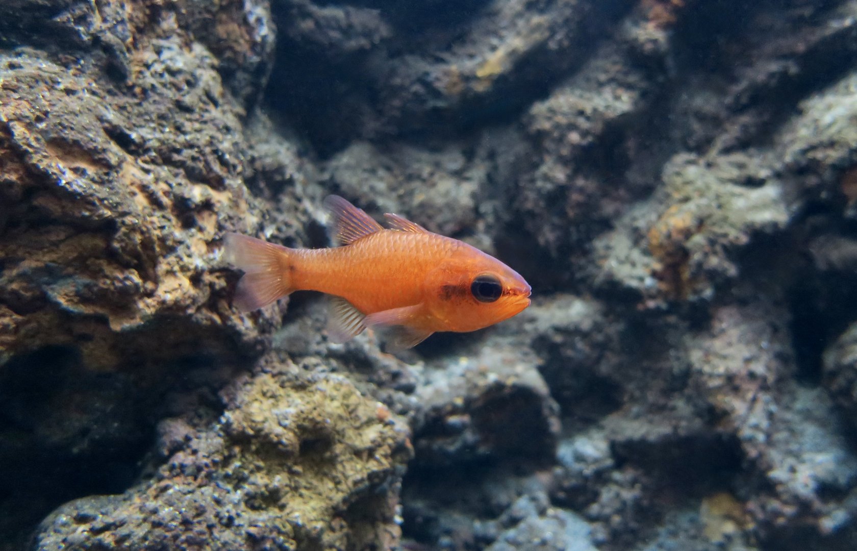 Mediterranean Cardinalfish (Apogon imberbis)
