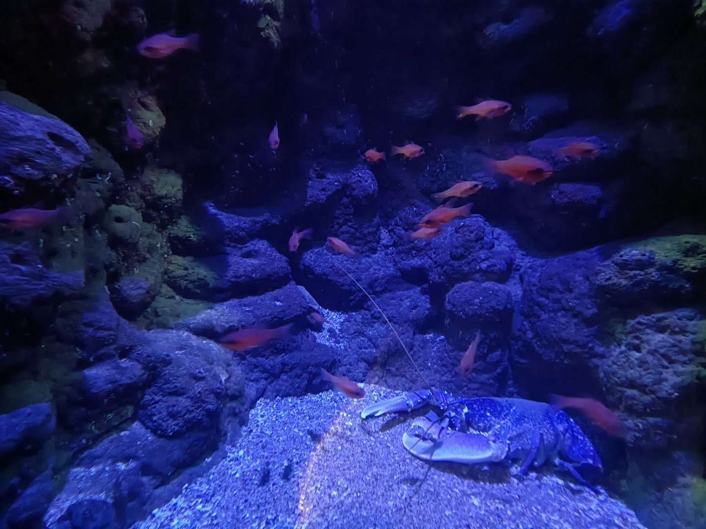 Mediterranean cardinalfish exhibit - Centro de visitantes Ses Salines