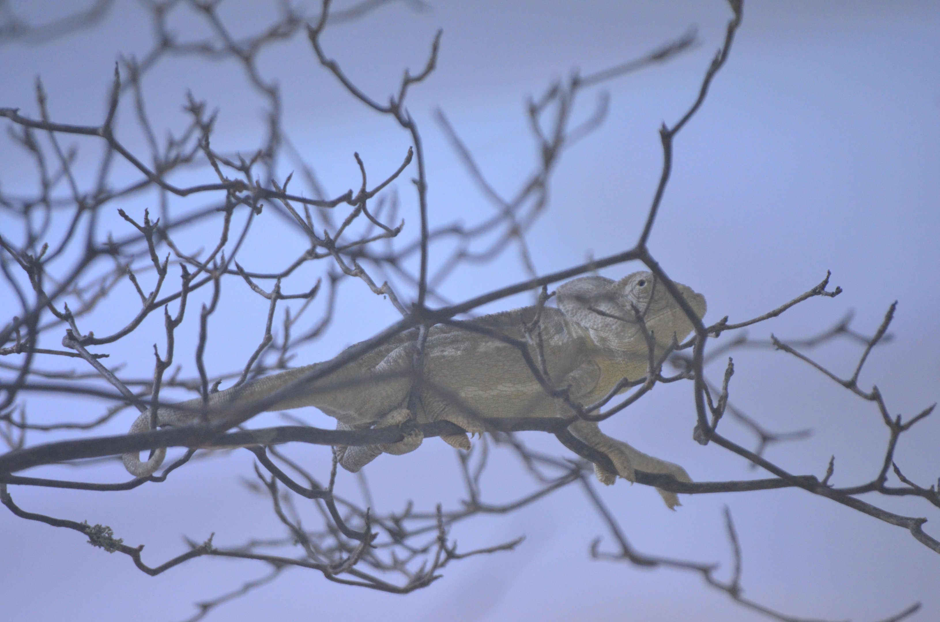 Mediterranean Chamaeleon - Desert House at Nuremberg, 08/09/19