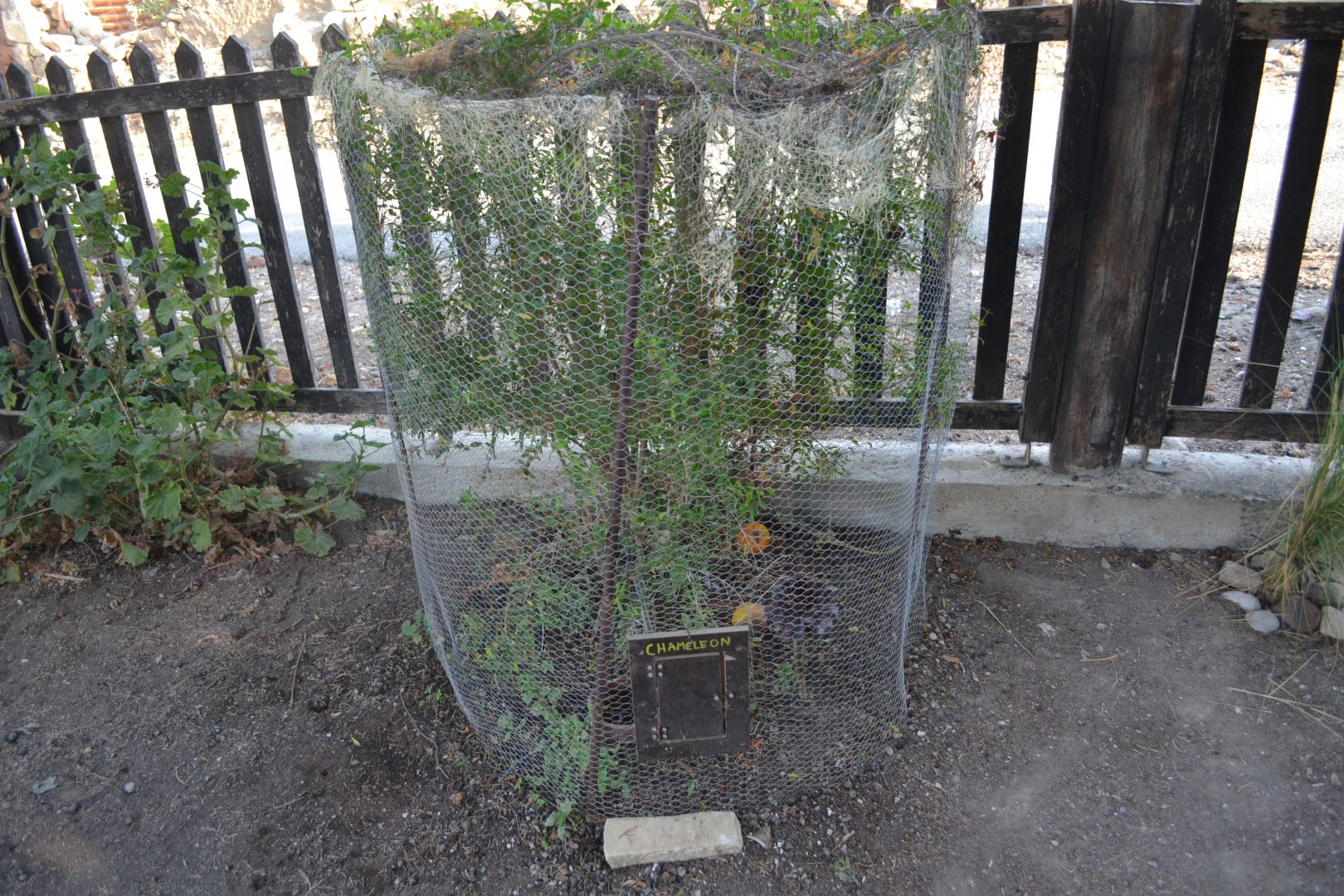Mediterranean chameleon exhibit