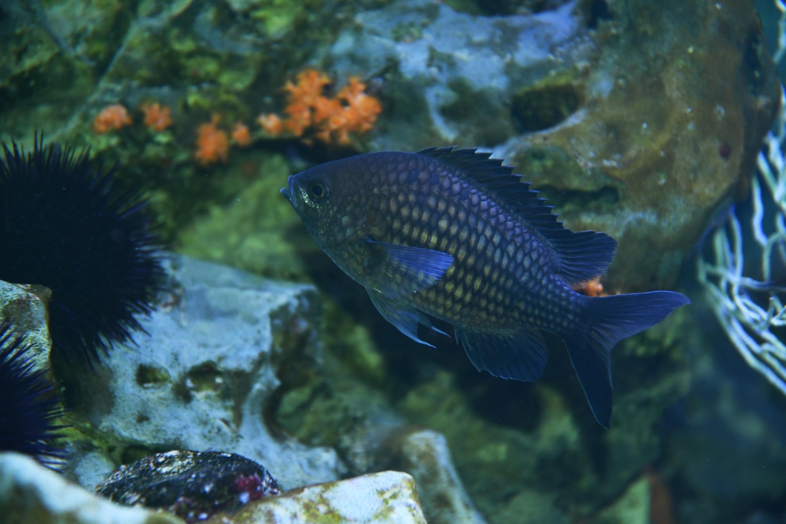Mediterranean chromis (Chromis chormis)