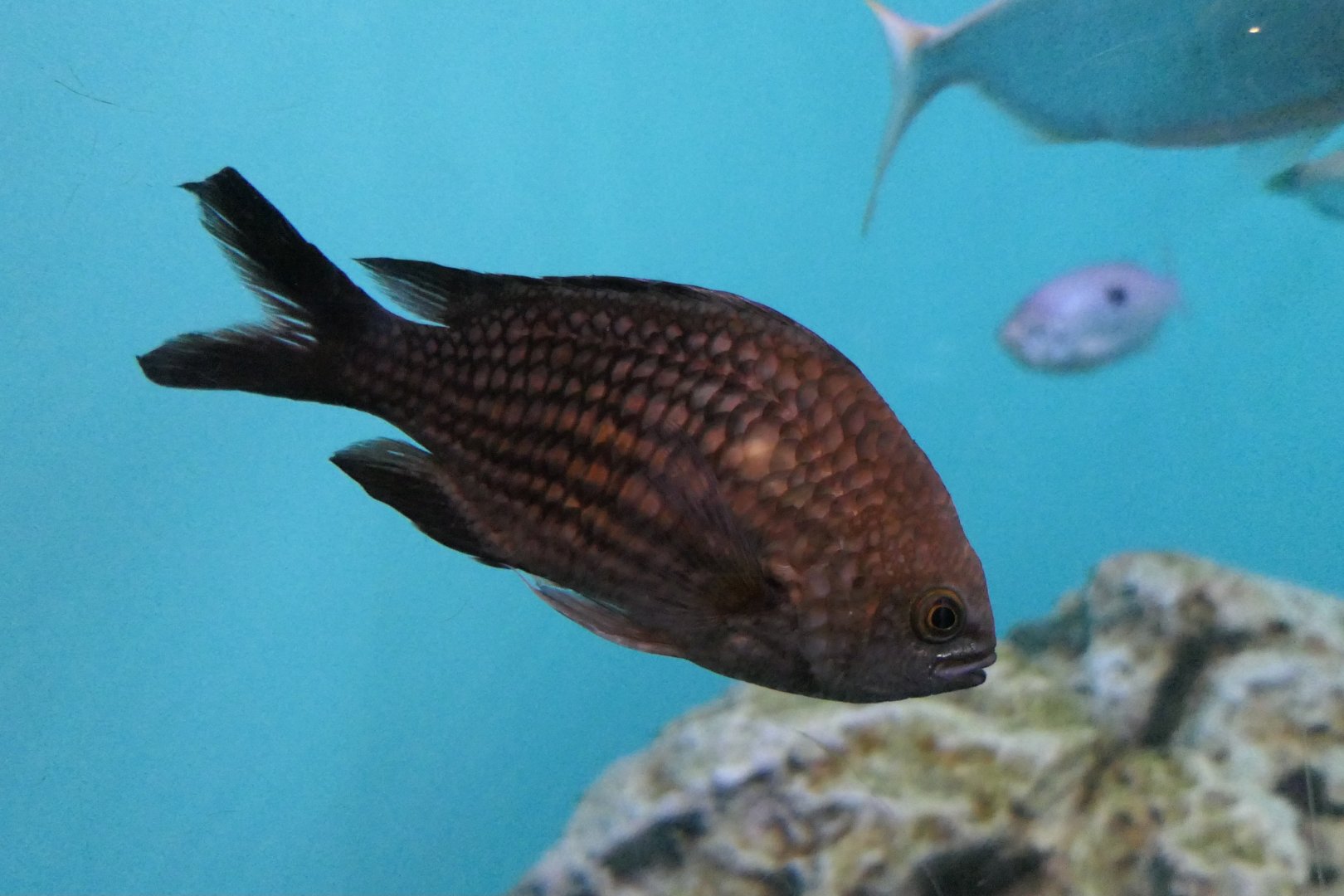 Mediterranean Chromis (Chromis chromis)