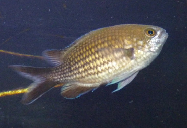 Mediterranean damselfish (Chromis chromis)