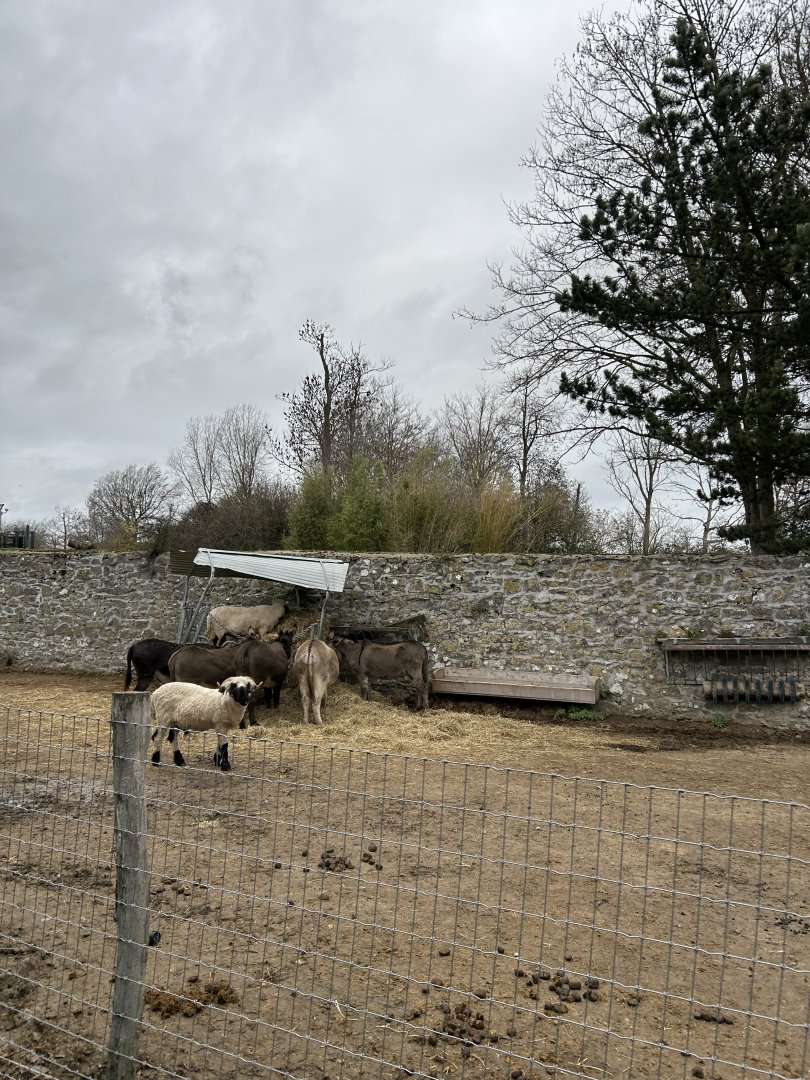 Mediterranean donkeys and Walisser Schwarznase sheep seen from the train route