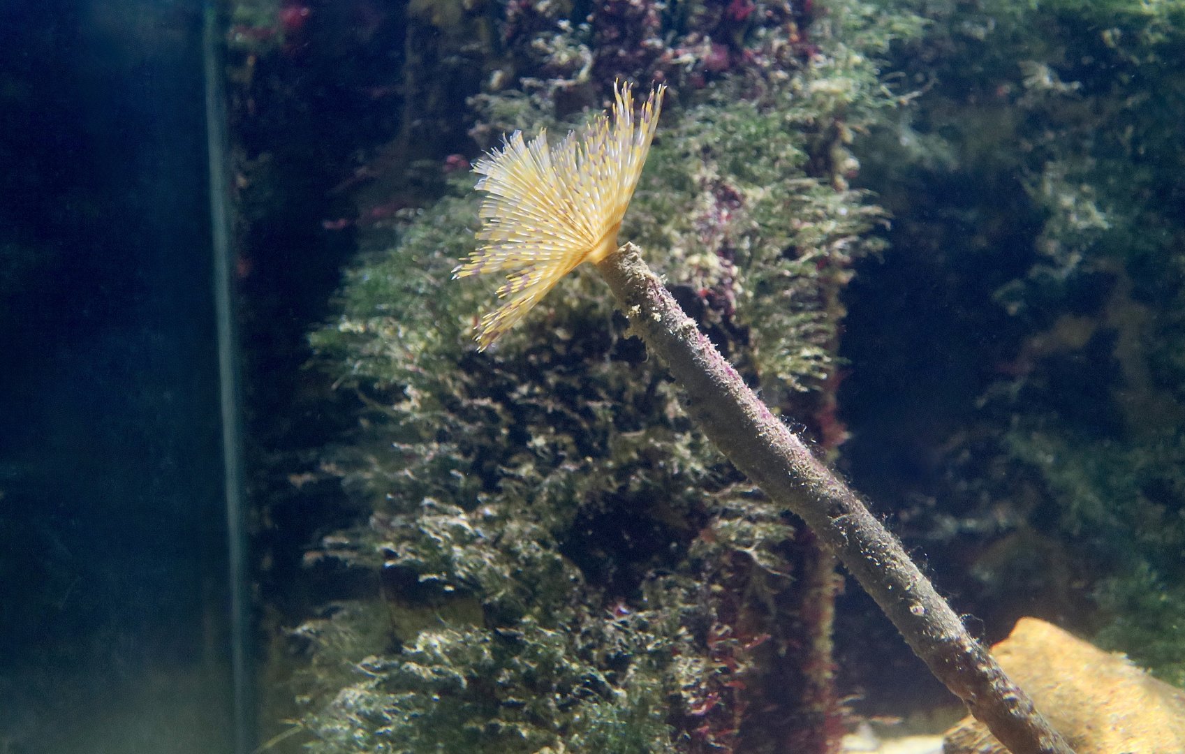 Mediterranean Fan Worm (Sabella spallanzanii)