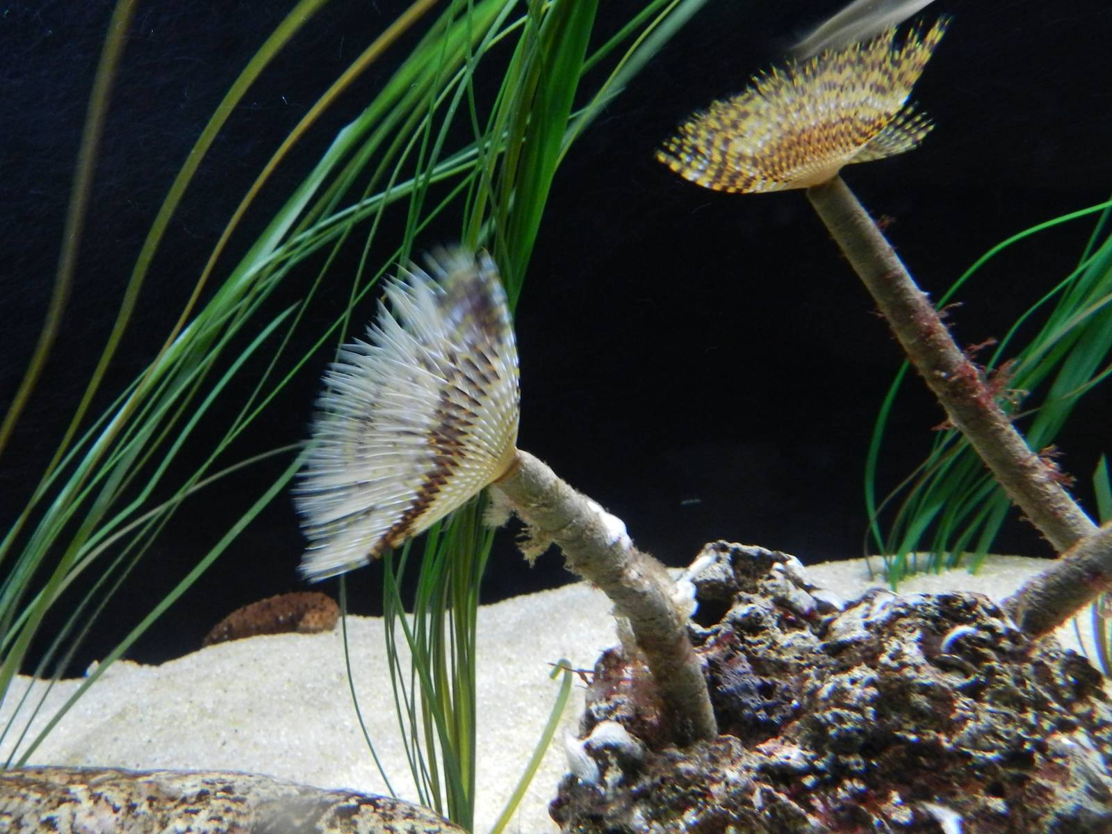 Mediterranean Fanworm.
