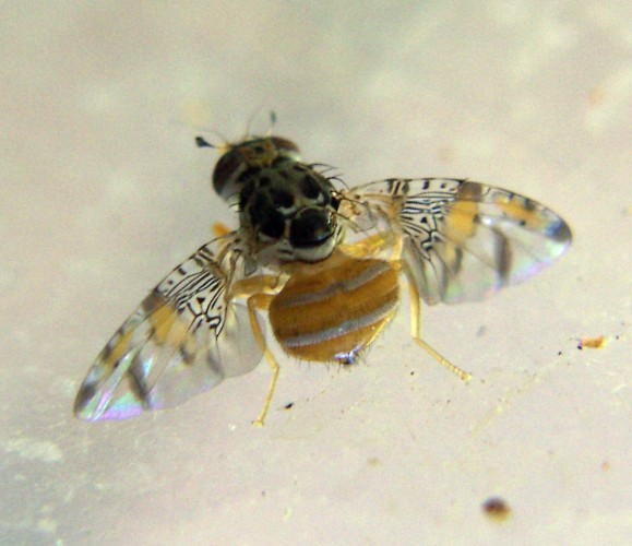 Mediterranean Fruit Fly (Ceratitis capitata)